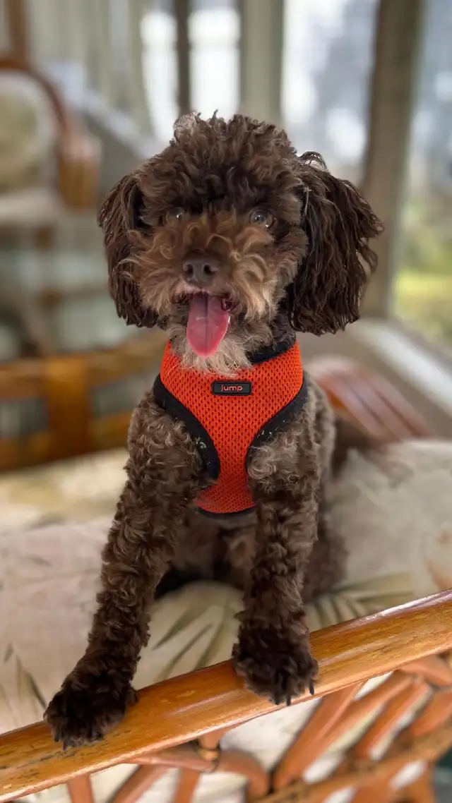 Poodle Puppies - Photo 10