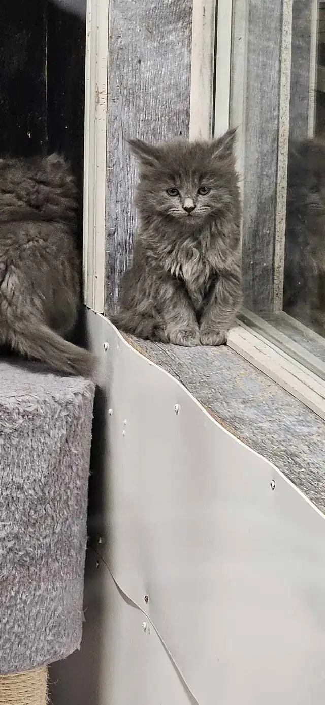 Les Chatons - Photo 2