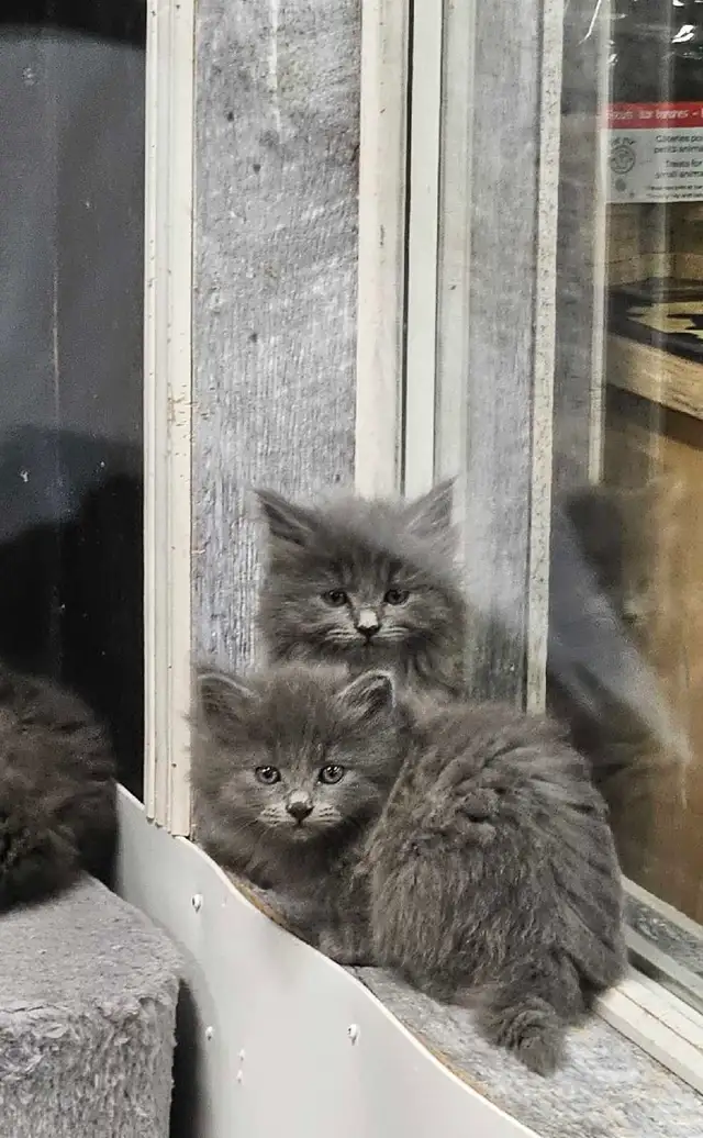 Les Chatons - Photo 3