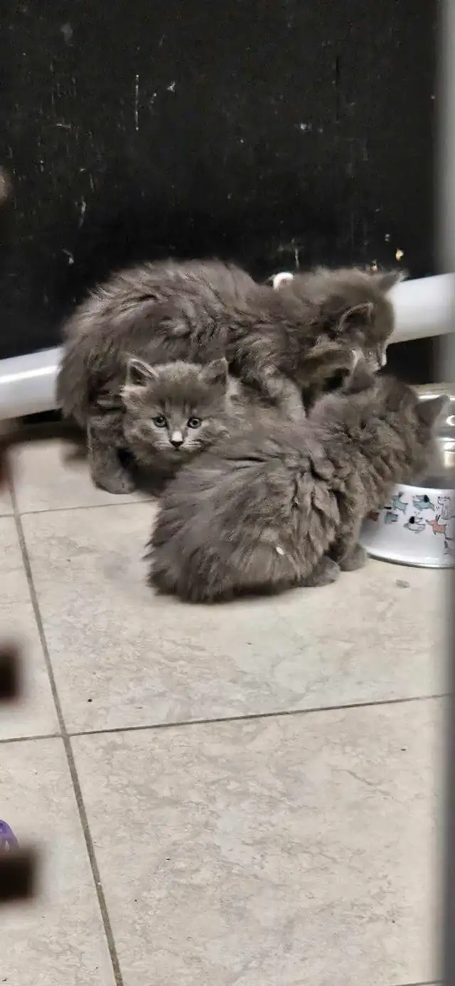 Les Chatons - Photo 4