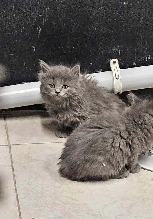 Les Chatons - Photo 5