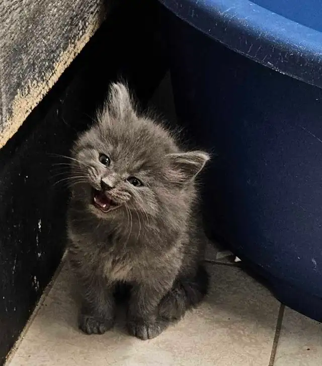 Les Chatons - Photo 6