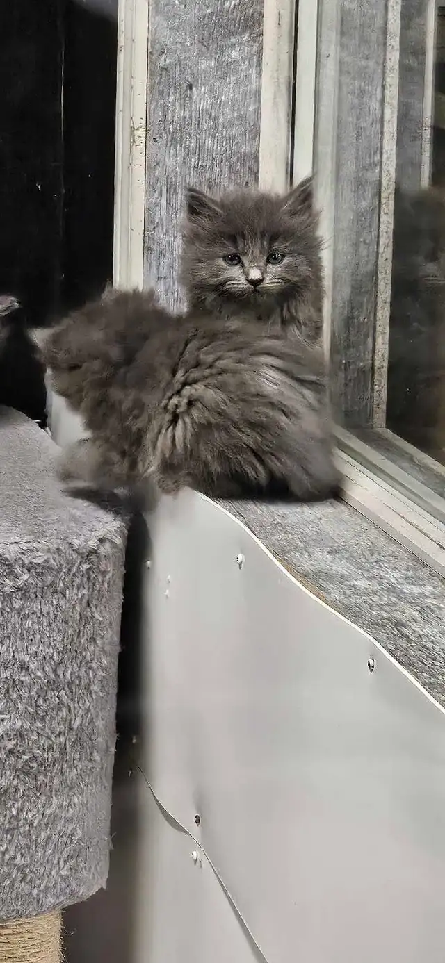 Les Chatons - Photo 7