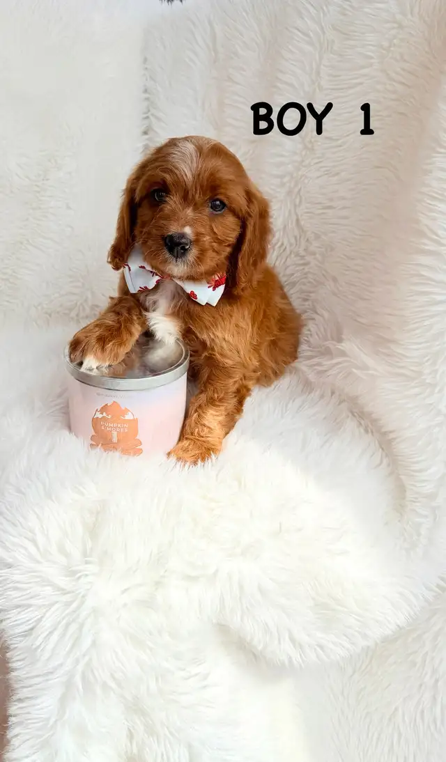 Mini Cavapoo Puppies