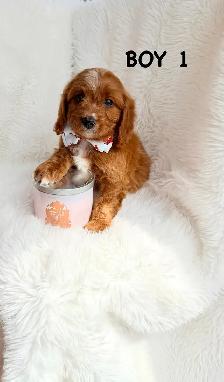 Mini Cavapoo Puppies
