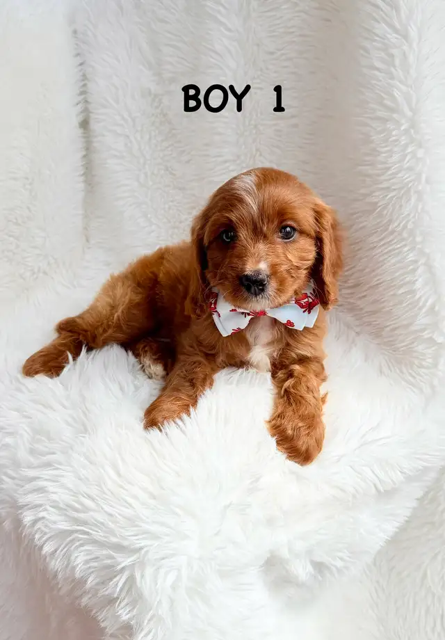 Mini Cavapoo Puppies - Photo 2