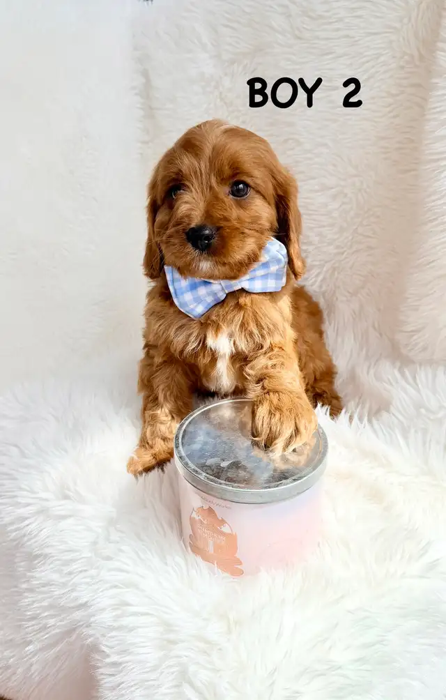 Mini Cavapoo Puppies - Photo 3