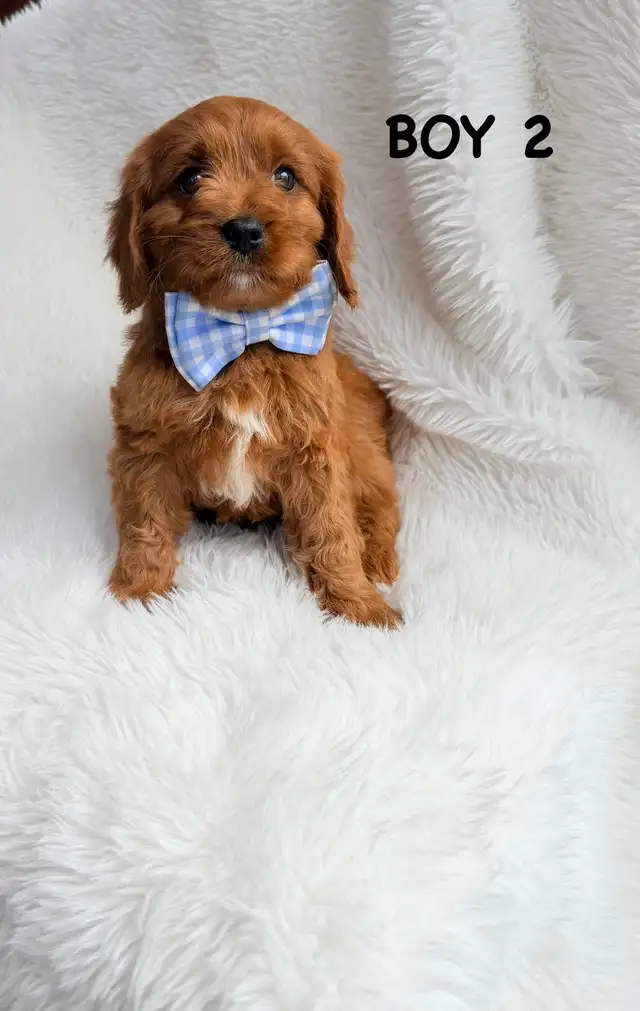 Mini Cavapoo Puppies - Photo 4