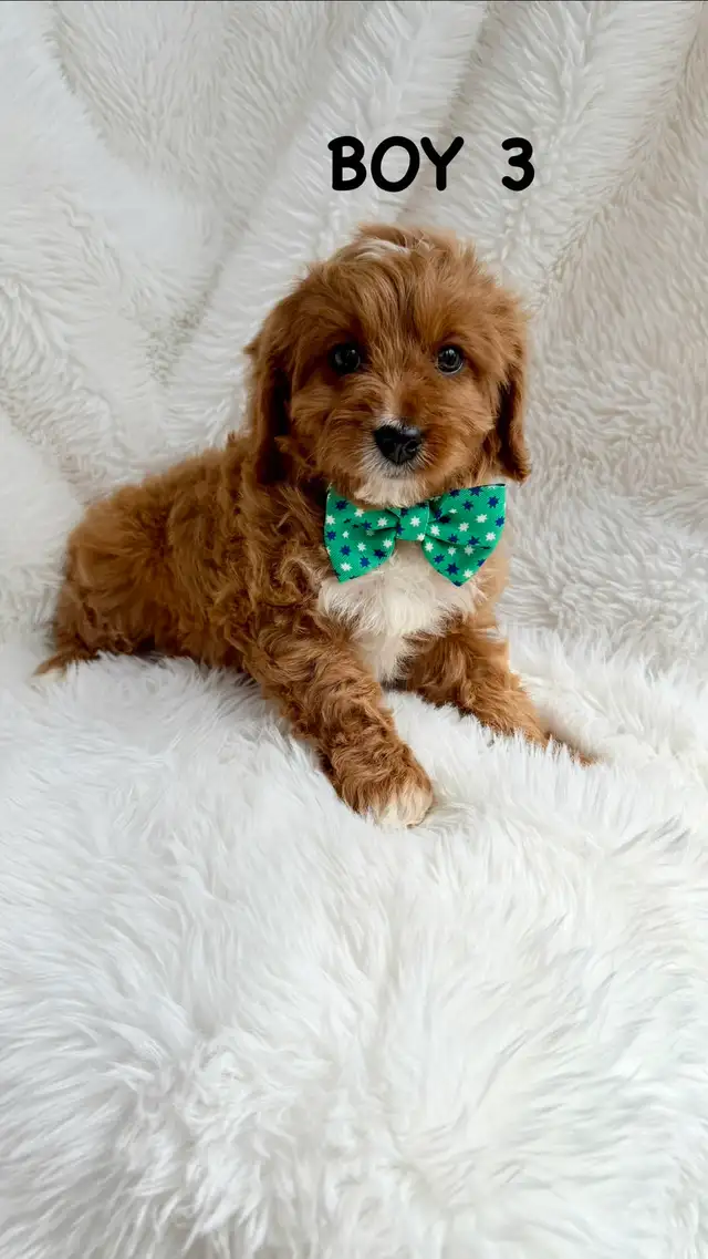 Mini Cavapoo Puppies - Photo 5