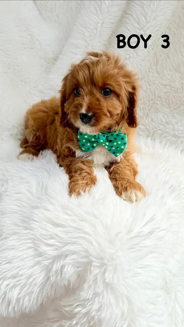 Mini Cavapoo Puppies - Photo 6
