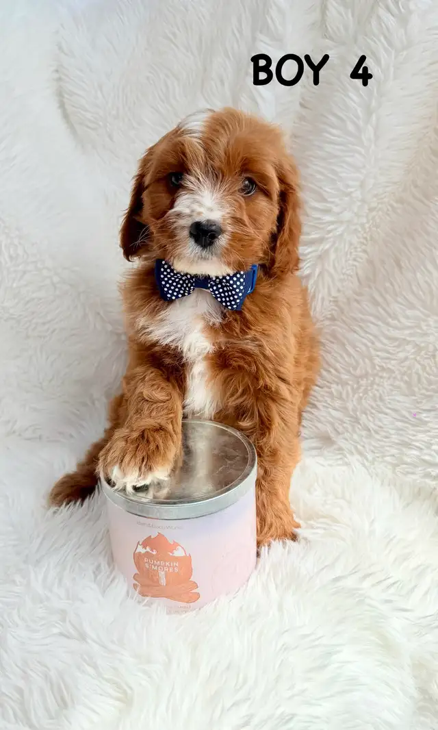 Mini Cavapoo Puppies - Photo 7