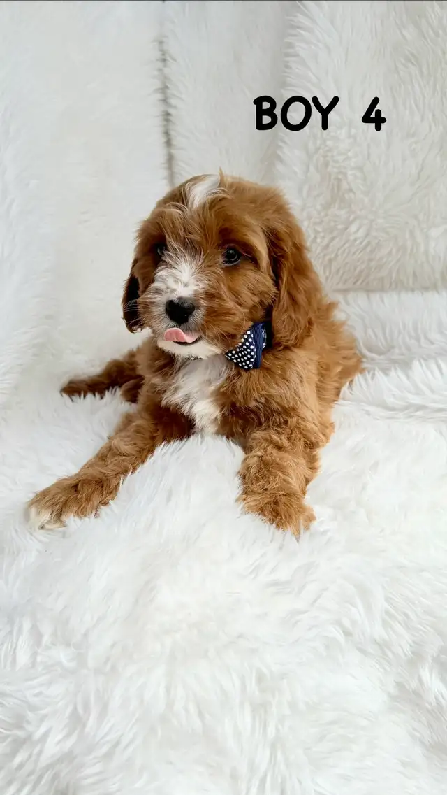 Mini Cavapoo Puppies - Photo 8