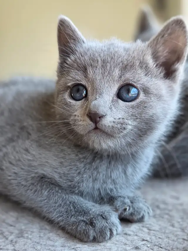 Russian Blue Kittens (hypoallergenic) from pure-bred parents.