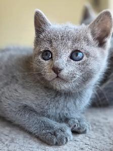 Russian Blue Kittens (hypoallergenic) from pure-bred parents.