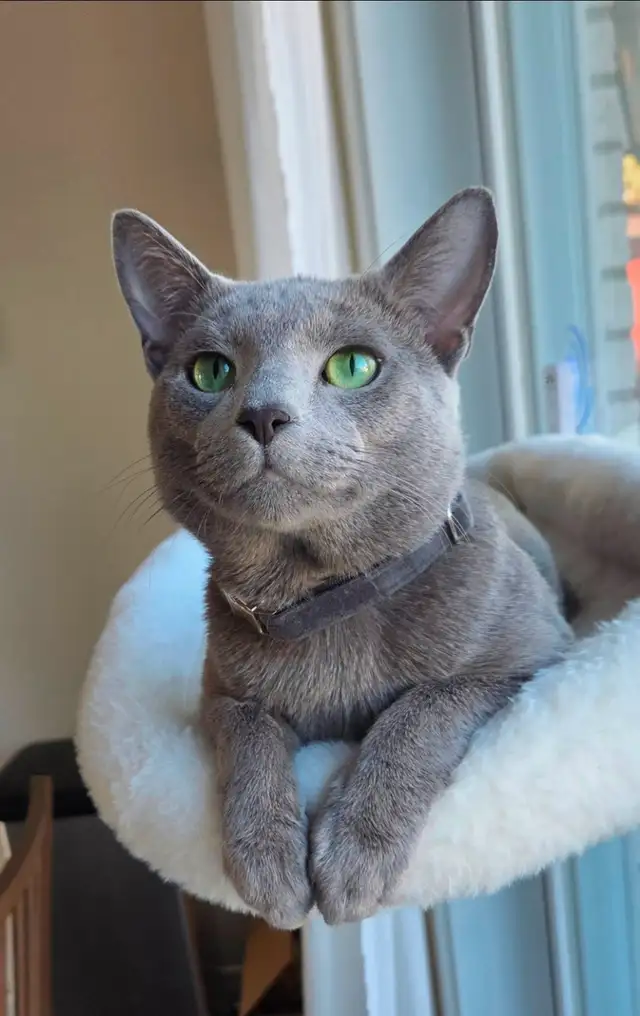 Russian Blue Kittens (hypoallergenic) from pure-bred parents. - Photo 3