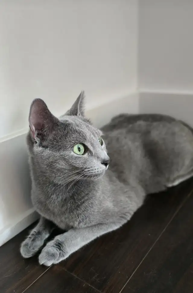 Russian Blue Kittens (hypoallergenic) from pure-bred parents. - Photo 4