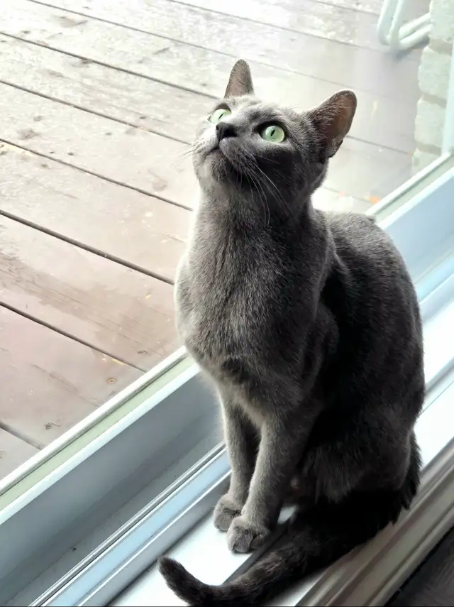 Russian Blue Kittens (hypoallergenic) from pure-bred parents. - Photo 5