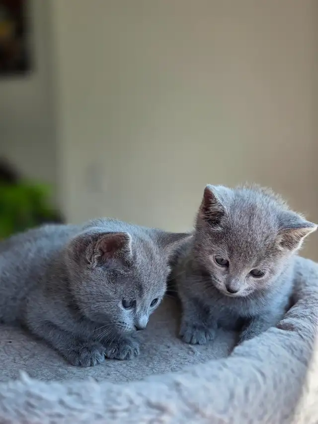 Russian Blue Kittens (hypoallergenic) from pure-bred parents. - Photo 6