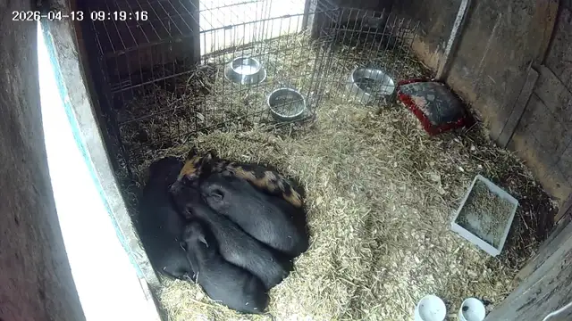 potbelly piglets