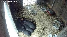 potbelly piglets