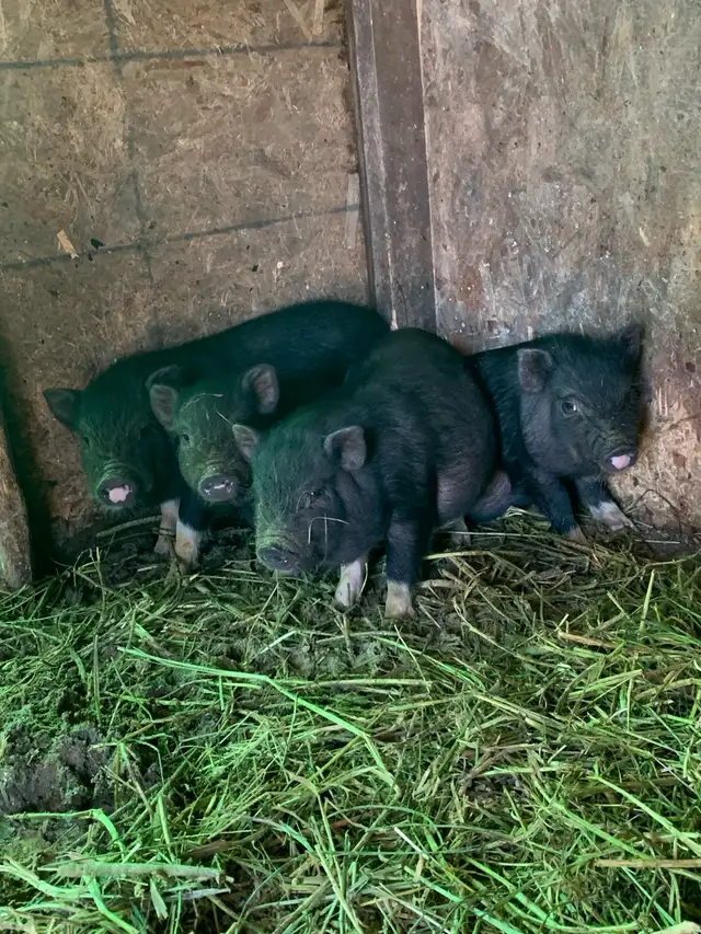 potbelly piglets - Photo 2
