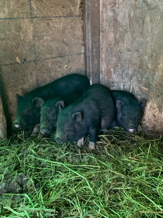 potbelly piglets - Photo 3