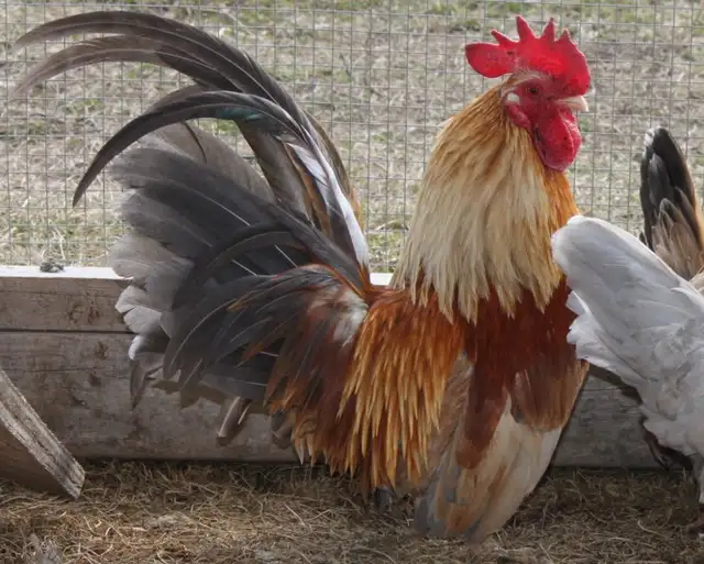 Fertilized purebred Serama hatching chicken eggs