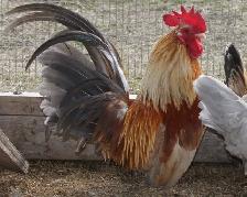 Fertilized purebred Serama hatching chicken eggs