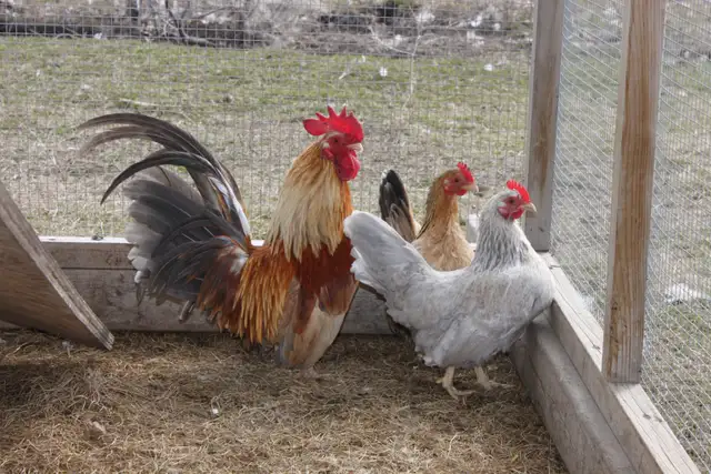 Fertilized purebred Serama hatching chicken eggs - Photo 2