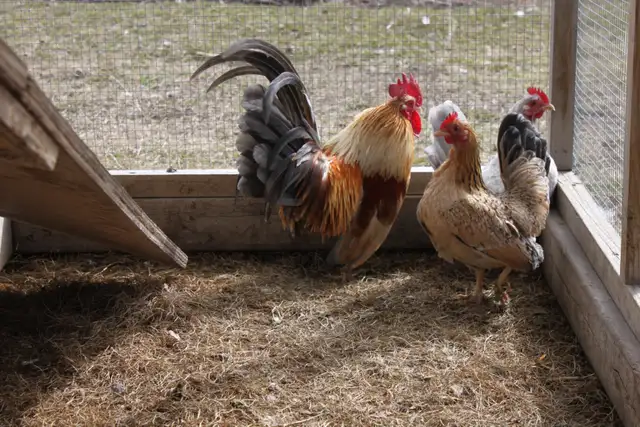 Fertilized purebred Serama hatching chicken eggs - Photo 3