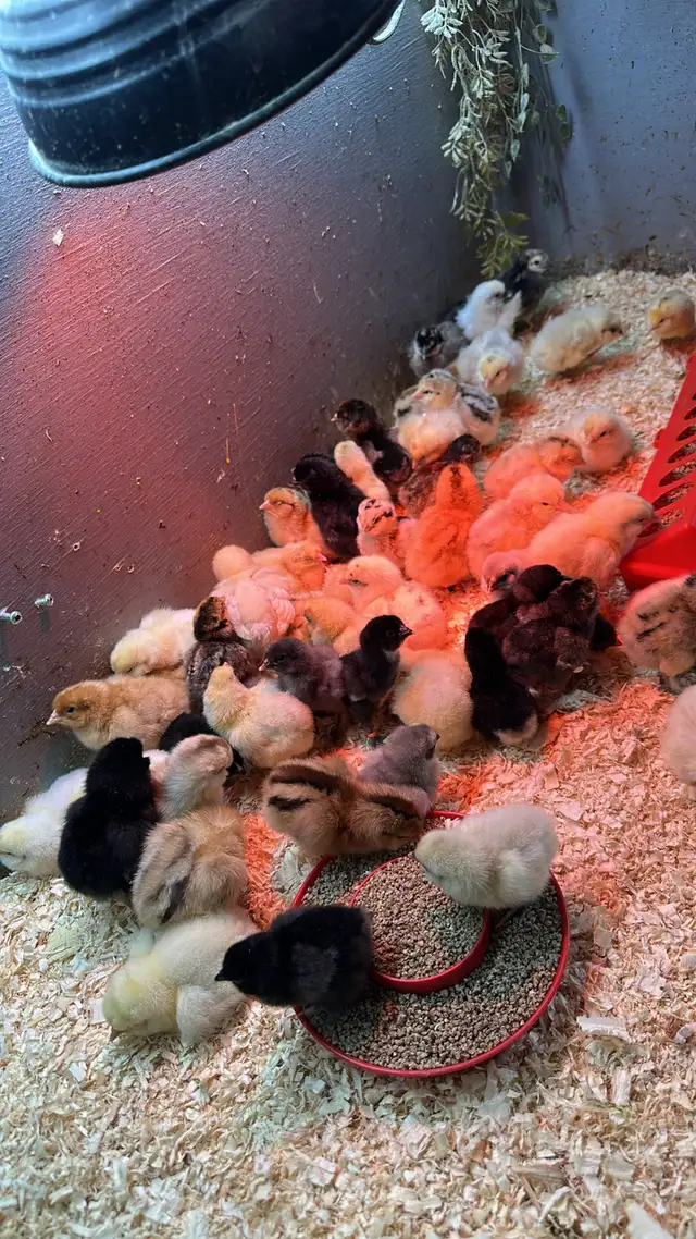 Chicks available