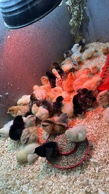 Chicks available