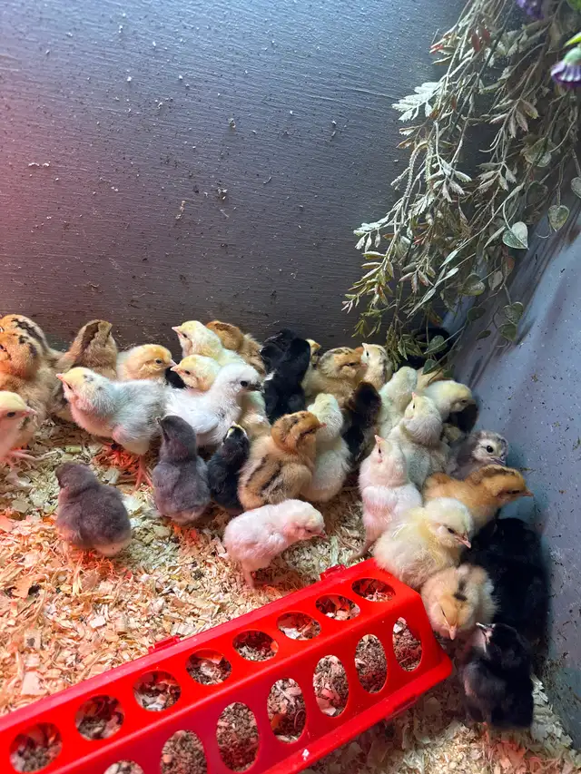 Chicks available - Photo 2