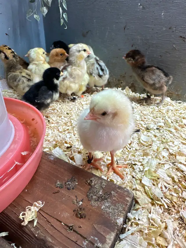 Chicks available - Photo 3