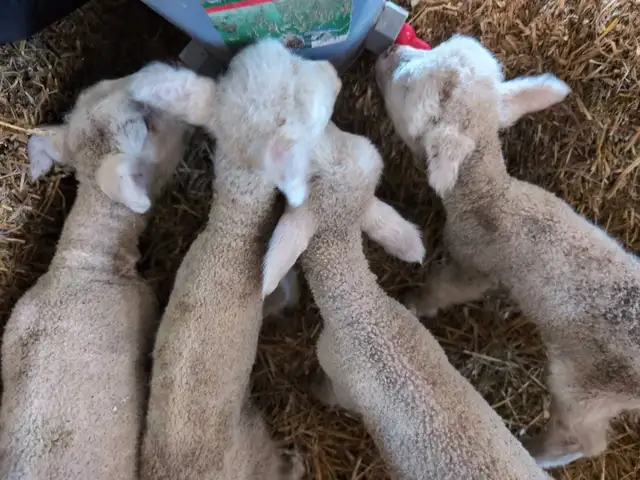 bottle lambs