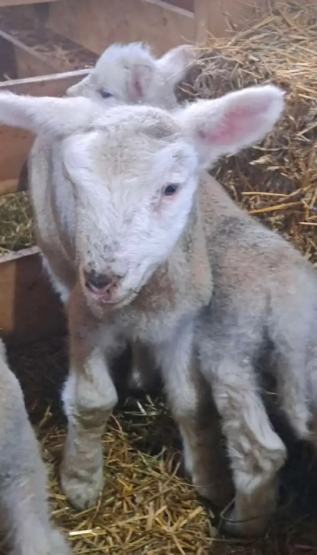 bottle lambs - Photo 2