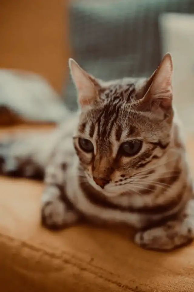 Sweet cat for rehoming