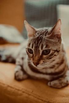 Sweet cat for rehoming