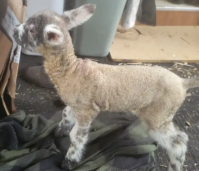 newborn lamb