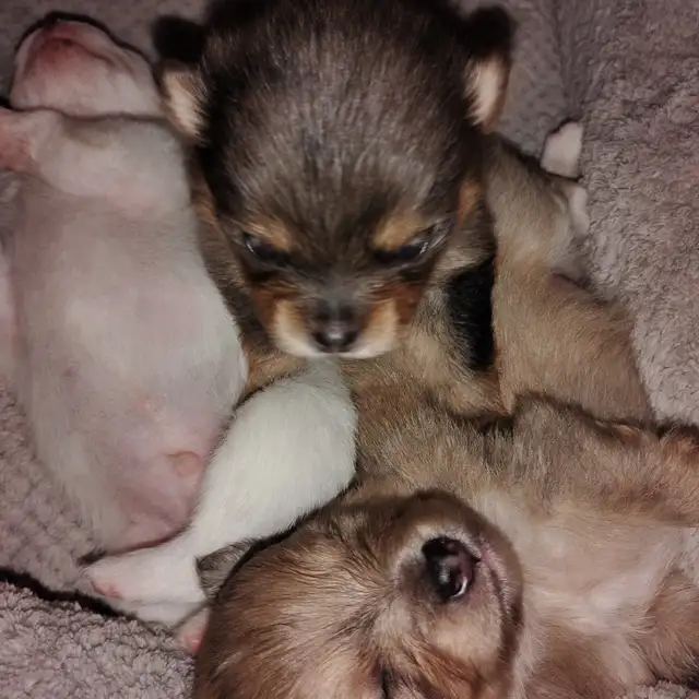 Pommerain pups and maltipo pups