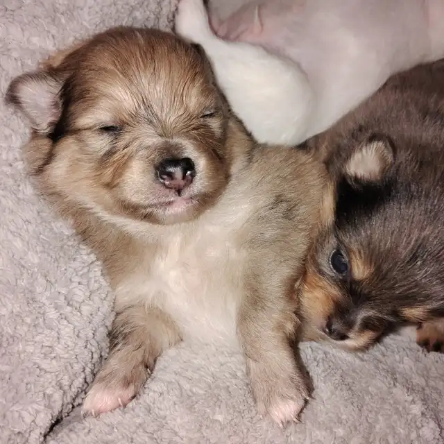 Pommerain pups and maltipo pups - Photo 2