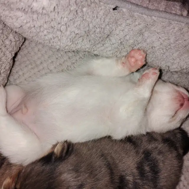 Pommerain pups and maltipo pups - Photo 3