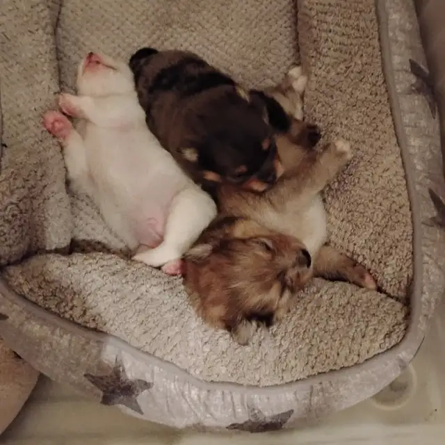 Pommerain pups and maltipo pups - Photo 4