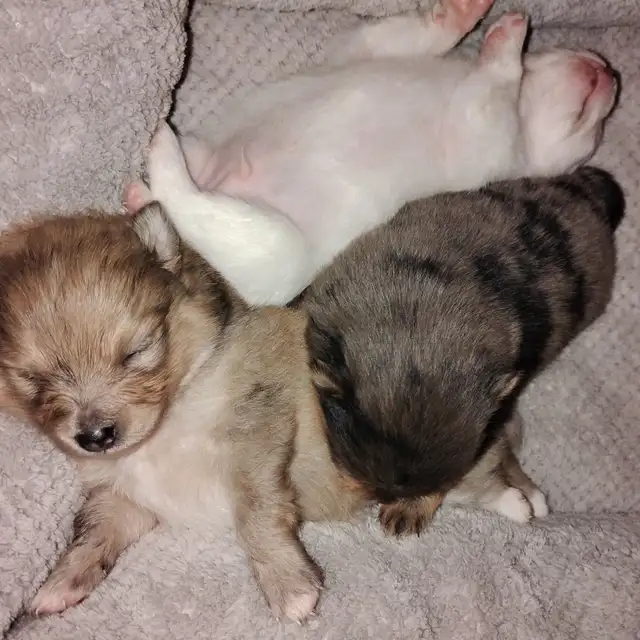 Pommerain pups and maltipo pups - Photo 5