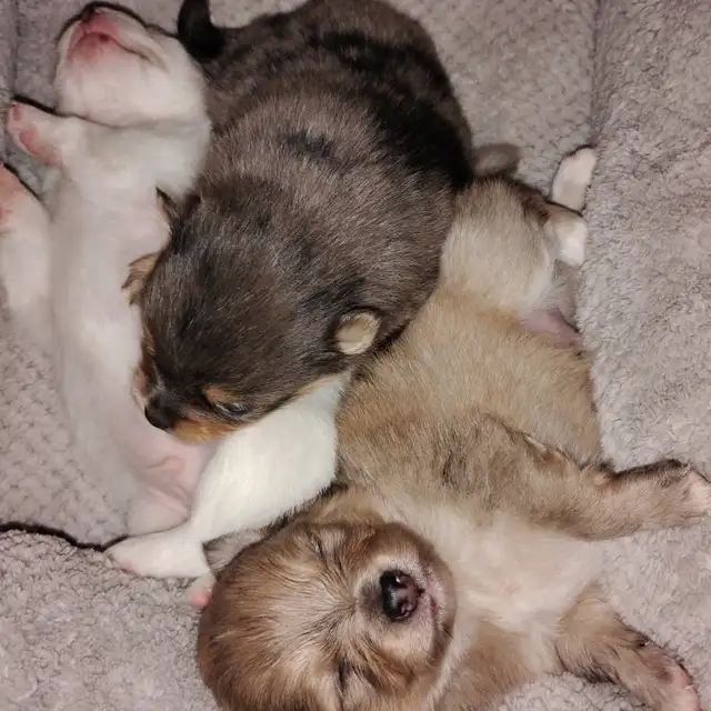 Pommerain pups and maltipo pups - Photo 6