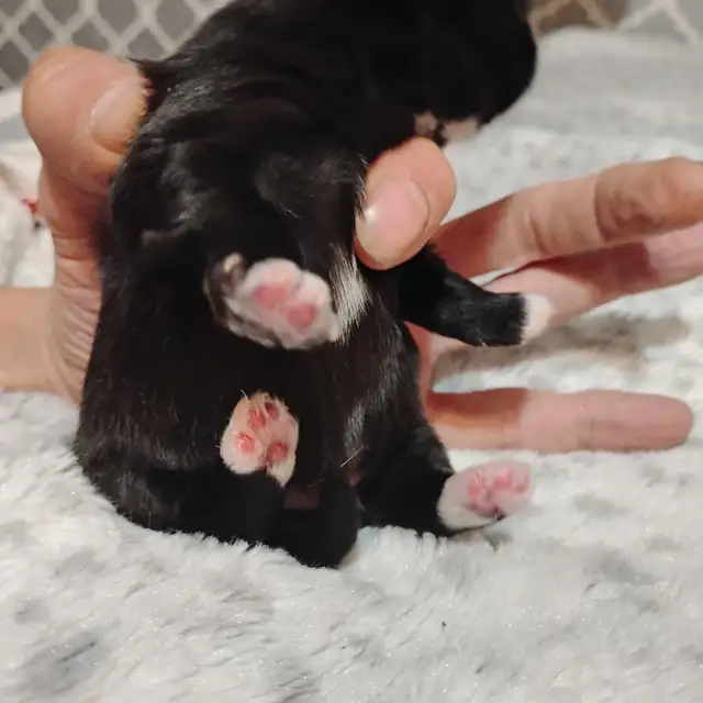 Pommerain pups and maltipo pups - Photo 7