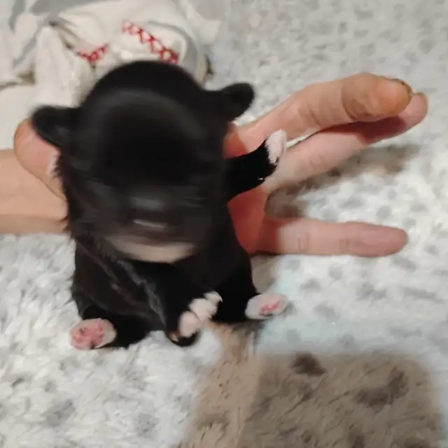 Pommerain pups and maltipo pups - Photo 8