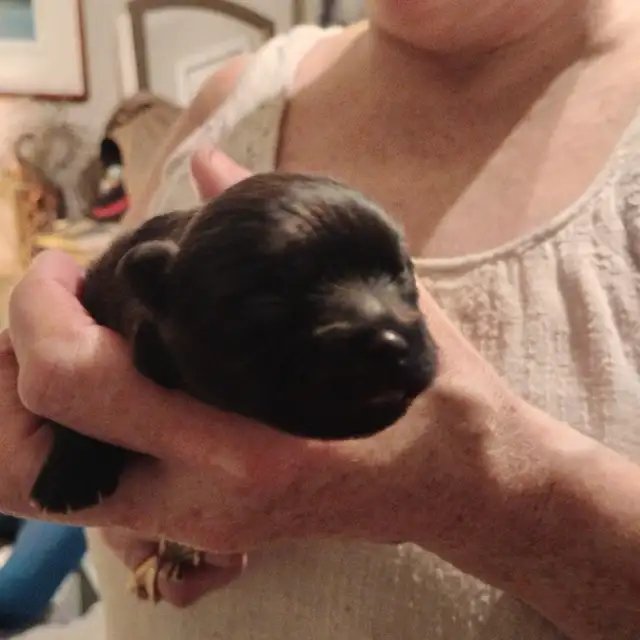 Pommerain pups and maltipo pups - Photo 9