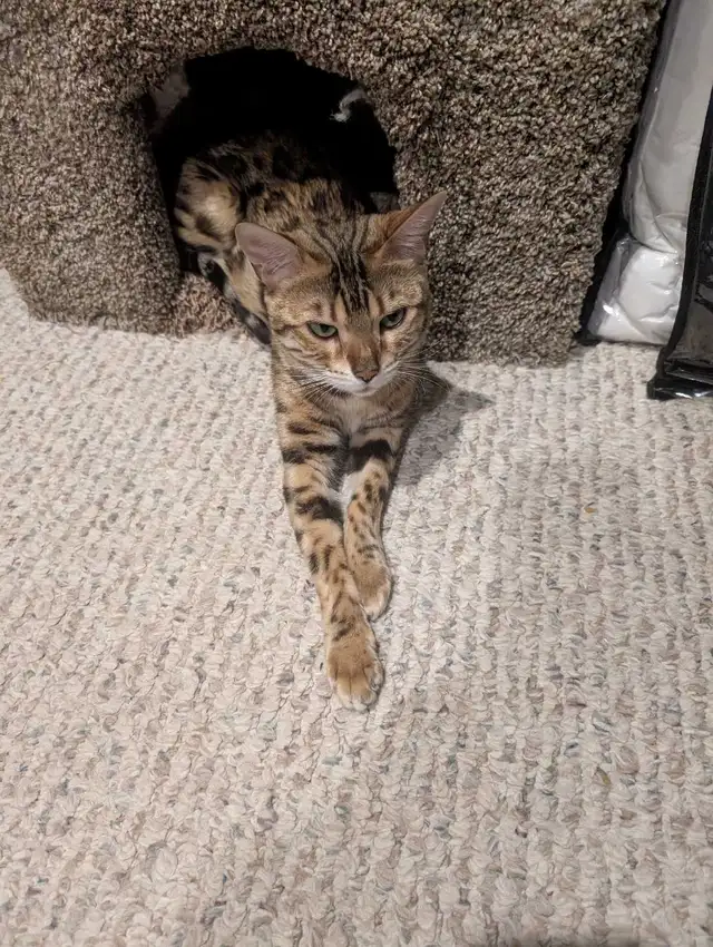 PURE BENGAL FEMALE - Photo 3