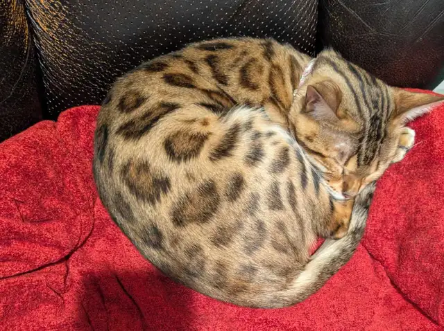 PURE BENGAL FEMALE - Photo 4